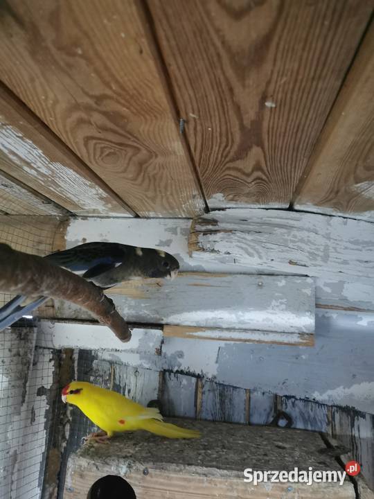 Ptaszki że zdięcia zmienią woliere Zwierzęta wielkopolskie Maryszewice