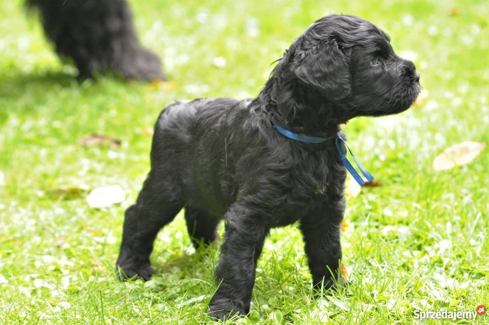 Czarny Terier szczeniaki ZKWPFCI Szczecin