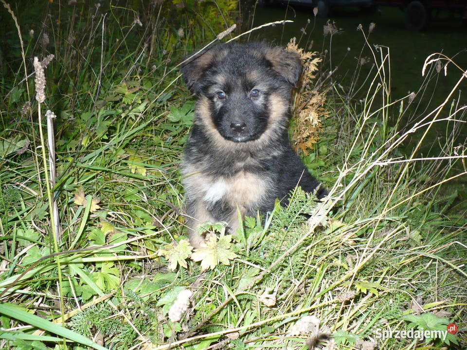Owczarek Niemiecki Długowłosy Bachórzec