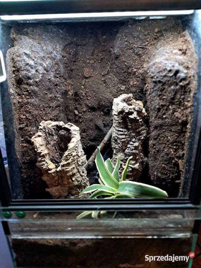 Sprzedam używane terrarium stan db jedno małe Zwierzęta Sandomierz