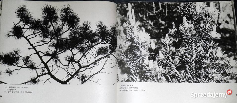 Rośliny chronione w Polsce Władysław Strojny Chełm