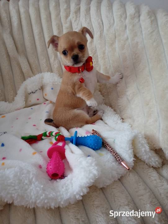 Chihuahua suczka