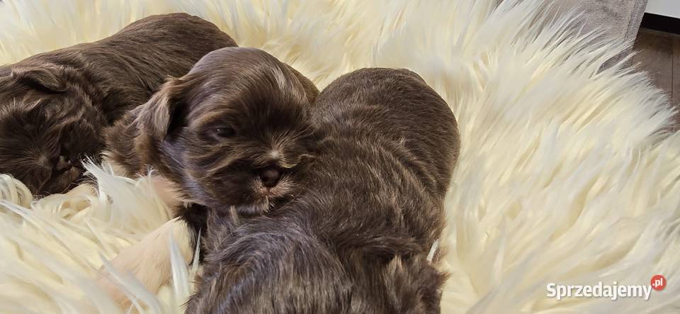 Szczeniaczki shih tzu gen czekoladowy