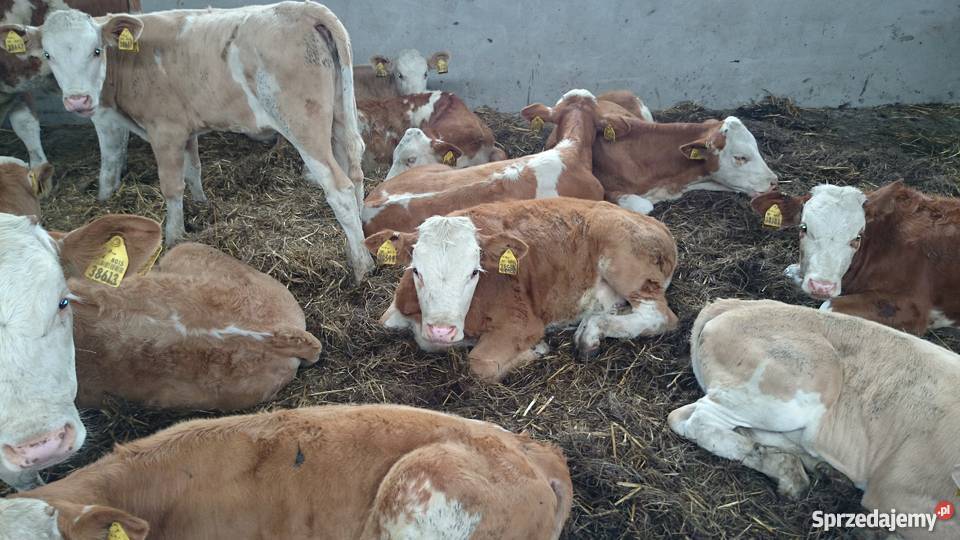 Byczki simental 100 kujawsko-pomorskie Złotniki Kujawskie