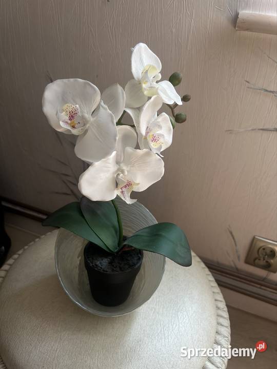 Piękna orchidea Kompozycje kwiatowe lubuskie