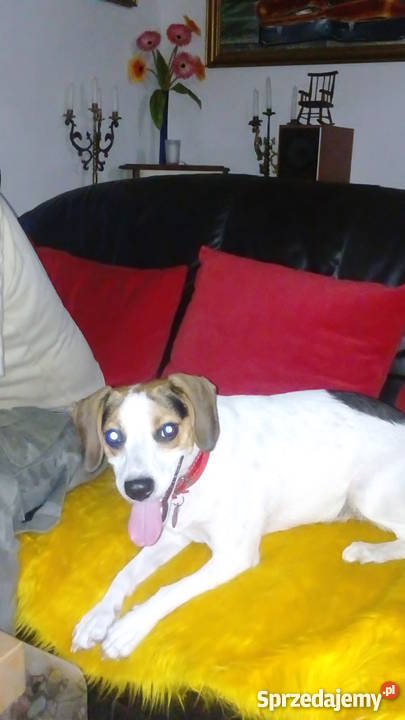 Domowy hotel psów małe rasy bez klatek Luzino