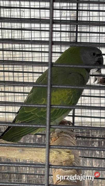 Alexandretta chińska z klatką Strzegom