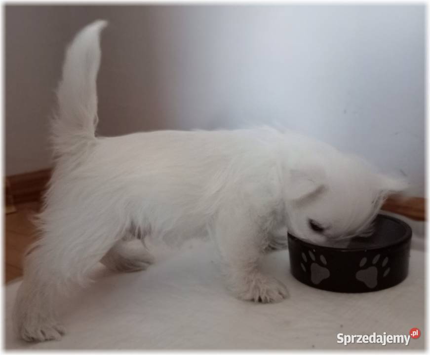 ZKwP FCI West Highland White Terrier DNA CMO0 Częstochowa