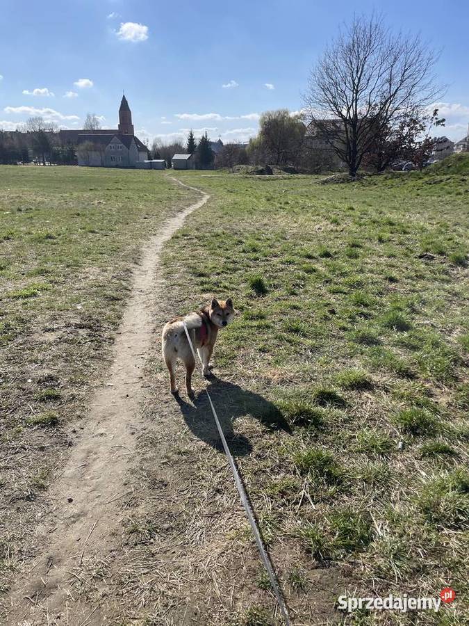 Oddam Suczkę Shibe Inu Zwierzęta Stargard sprzedam
