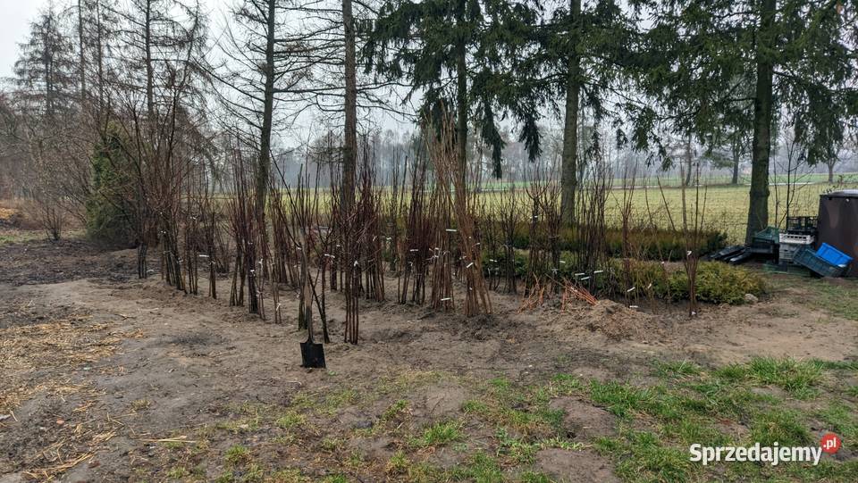 Sadzonki owocowe liściaste iglaste krzewy Dom i Ogród Dobrzyń nad Wisłą
