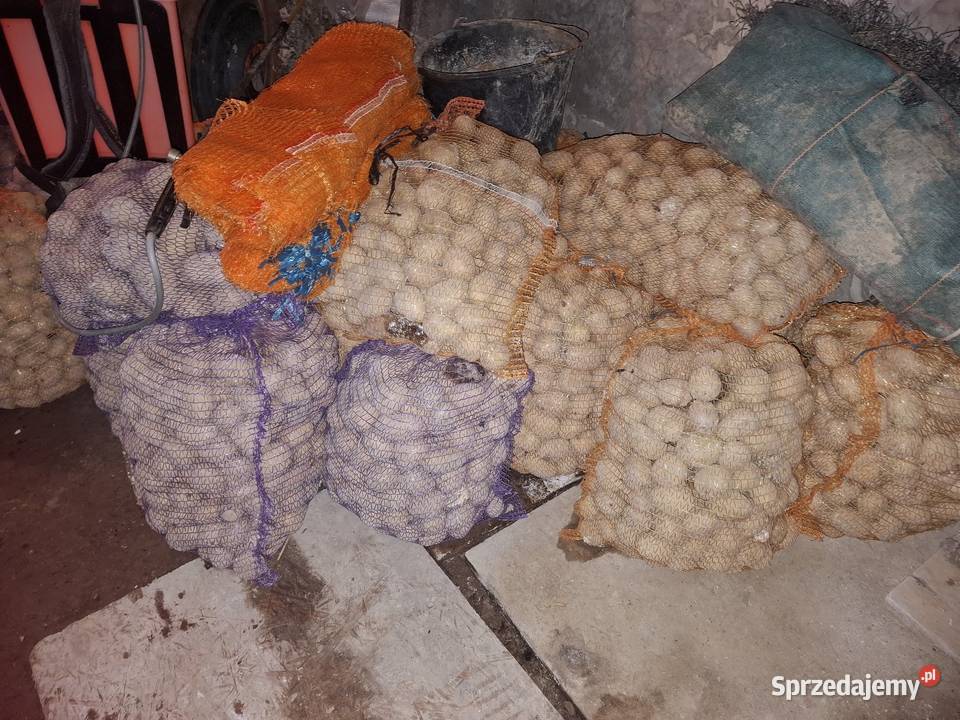 Ziemniaki do sadzenia Rośliny okopowe Łososina Dolna