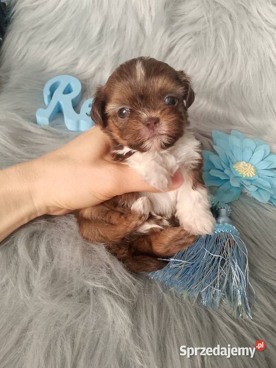 Śliczny piesek rasy ShihTzu czekoladowy opolskie Kluczbork sprzedam