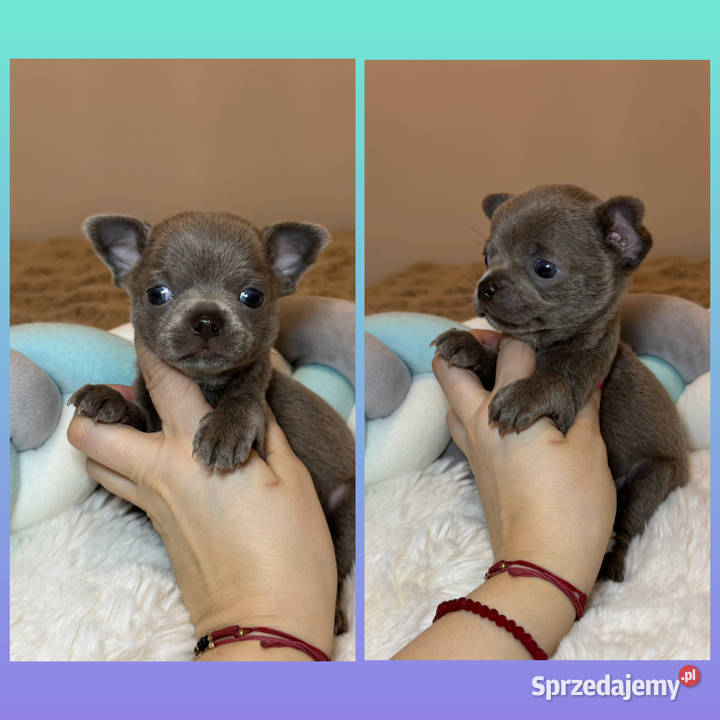 Chihuahua krótkowłosy piesek liliowy badania DNA sprzedam