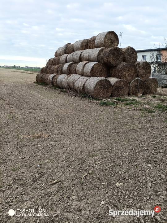 Sianokiszonka Trawy, słoma łódzkie Wilkucice Duże