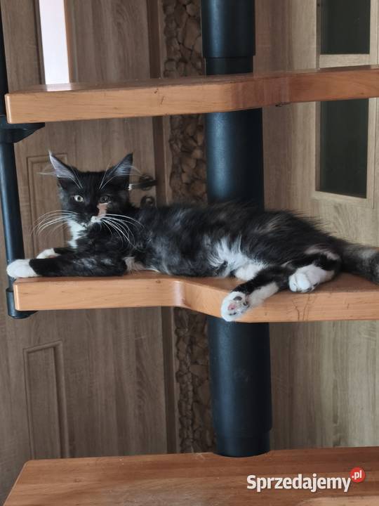 Kotka jedną szylkretka druga ruda Maine coon z Kielce