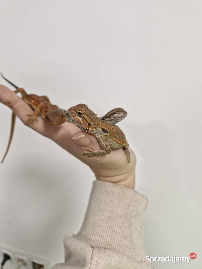 Agama Brodata rożne odmiany barwne w roznym Oława