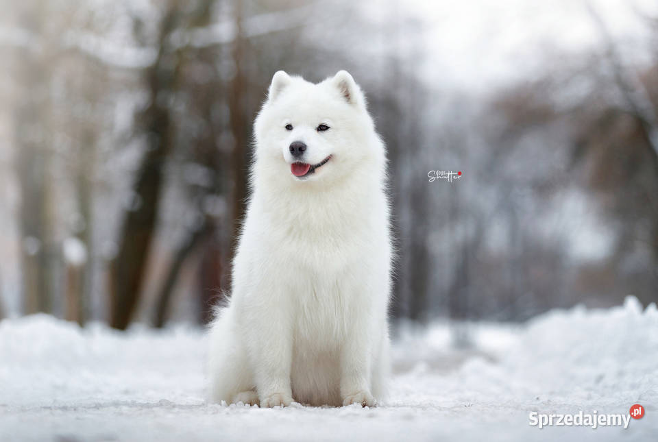 Szczeniaczki rodowodowe SAMOYED FCI ZKwP Garwolin sprzedam