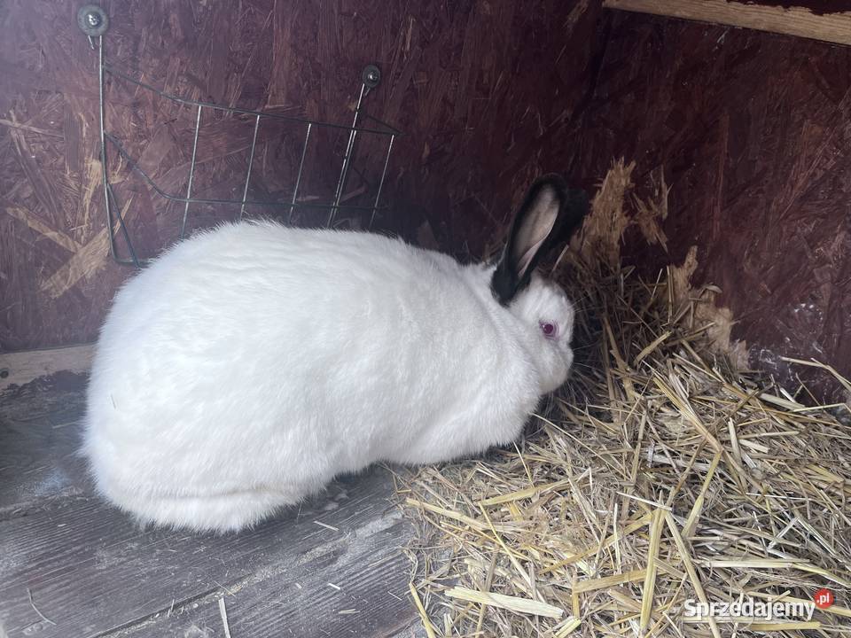 Samica Kalifornijska Nadstawki