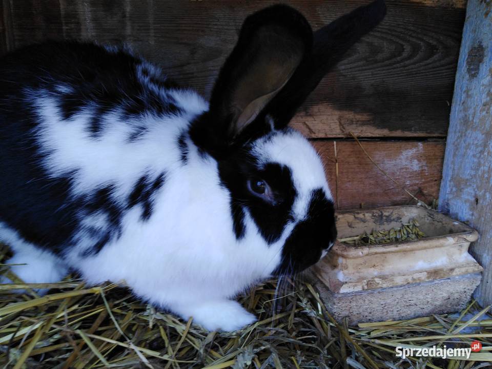 Srokacze Czarne Króliki Rasowe Samiczki i Samce Milejów