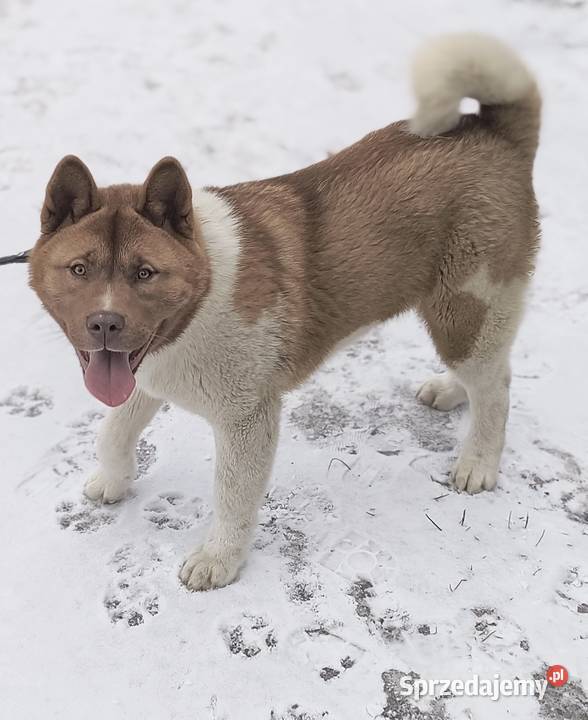 Akita amerykańska Opoczno sprzedam