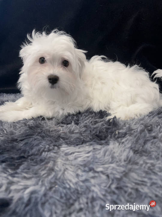 Maltańczyk dostępny piesek Łódź sprzedam