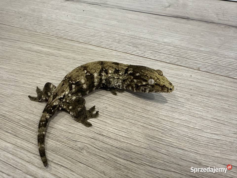 Gekon Olbrzymi Rhacodactylus leachianus Mt Sułkowice
