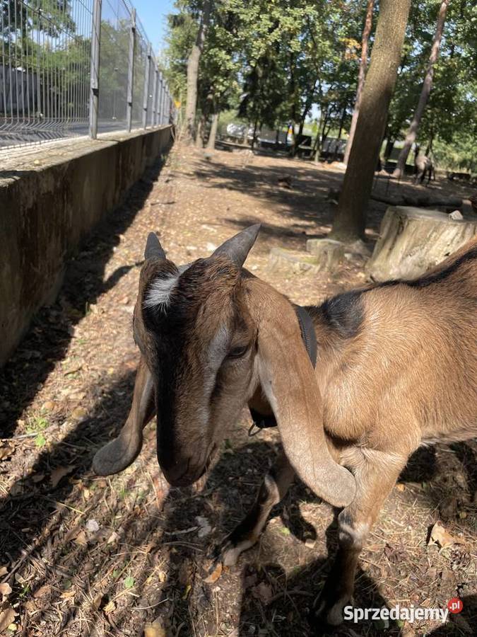 Koza anglonubijska koziołek cap 5 miesięcy Warszawa