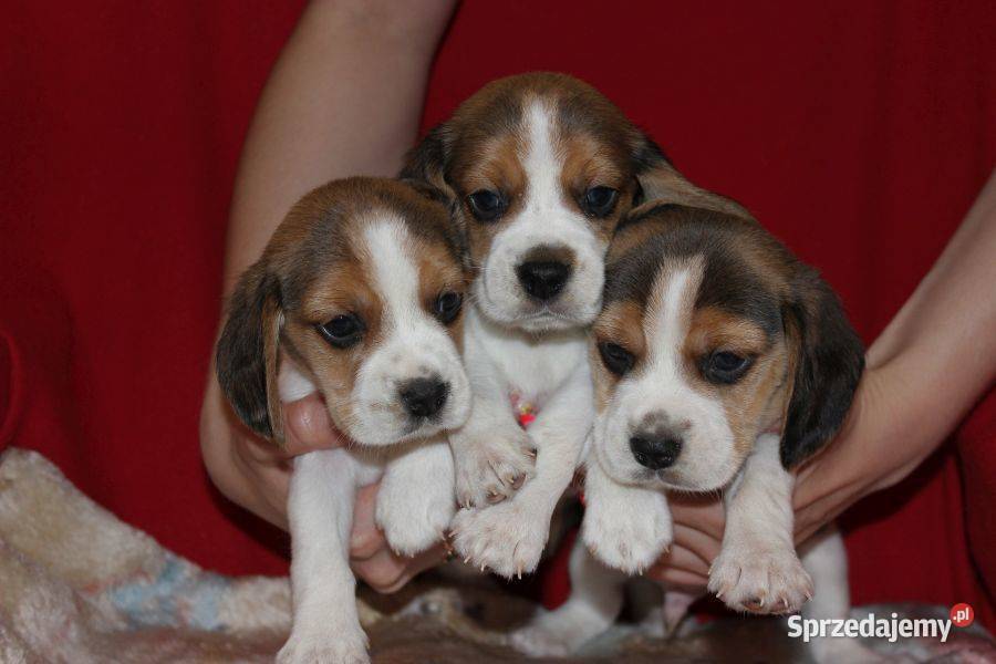 Beagle szczeniaczki ZKwP FCI po Championach