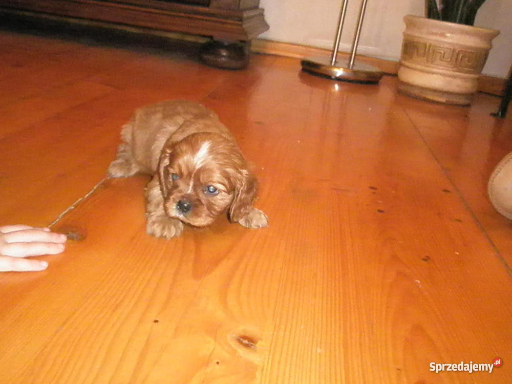 szczenię CAVALIER rubinowy klejnot Psy Płońsk