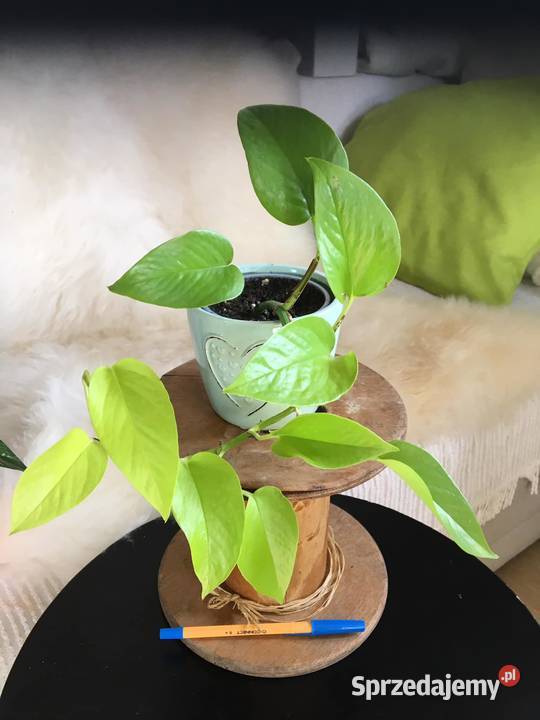 Rośliny z domowej ekologicznej uprawy mazowieckie Warszawa