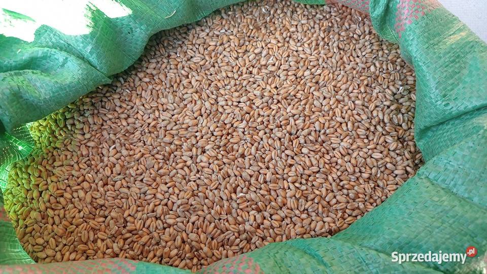 Pszenica ozima 2025 Sochaczew