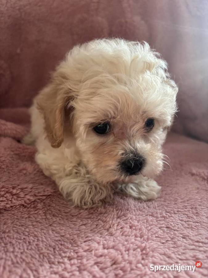 Sunia Maltipoo F1 biszkoptowa śląskie Częstochowa