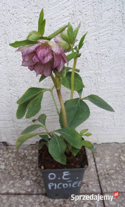 CIEMIERNIK WSCHODNI DOUBLE ELLEN PICOTEE sprzedam