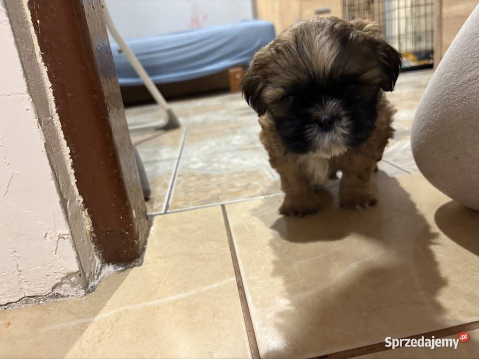 Piesek shih tzu Ciechanów sprzedam