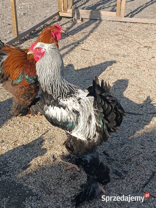 Koguty Brahma sprzedam zamienię Natalin