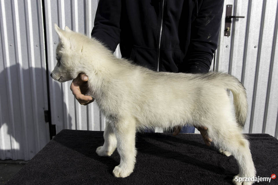 Siberian Husky ZKwP FCI Husky z rodowodem Klonów