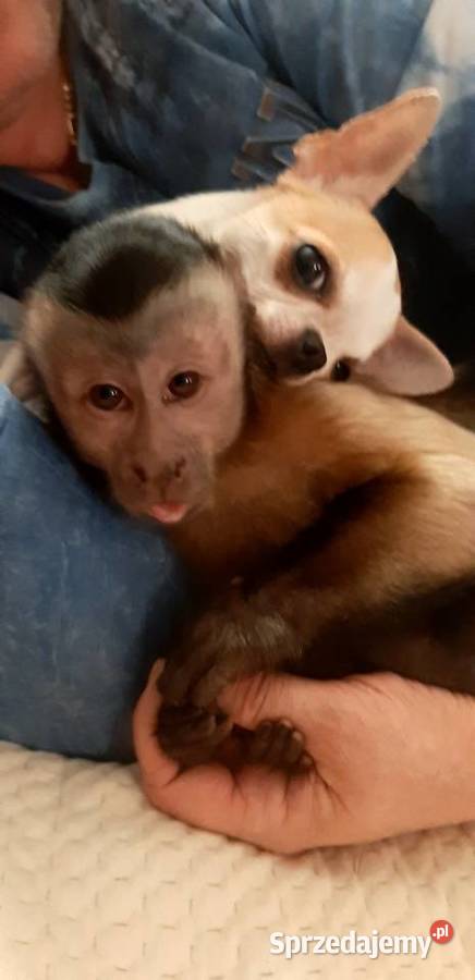 Sprzedam małpkę kapucynkę Duczki