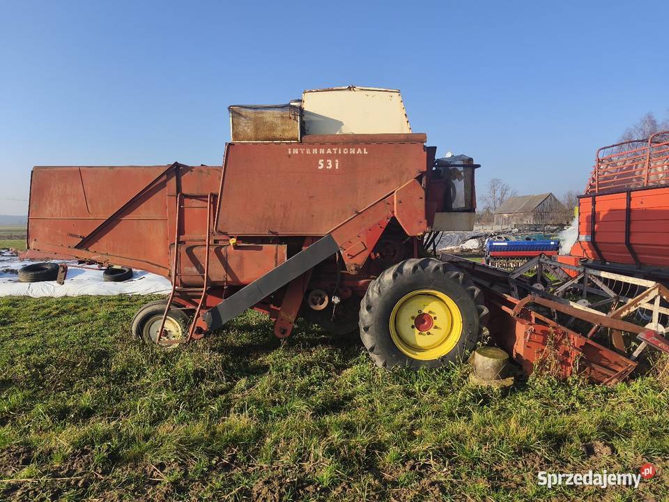 Sprzedam kobaj ihc 531