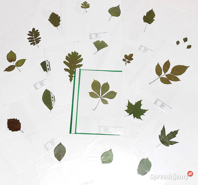Zielnik 30 liści Drzewa i Krzewy PROFESJONALNIE Artykuły szkolne Lublin sprzedam