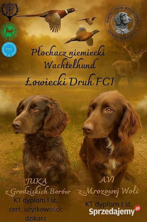 Szczeniak płochacz niemiecki Wachtelhund Bydgoszcz