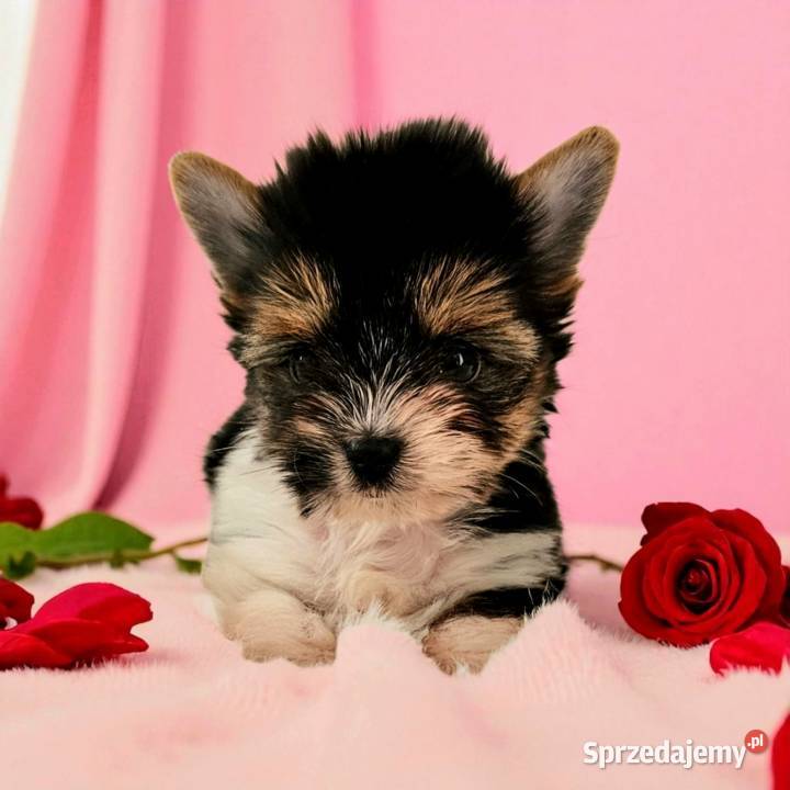 Piękne maleństwo Suczka York Biewer Rodowód Opole