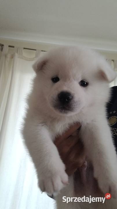 Akita Inu Japoński na sprzedaż Szczecin