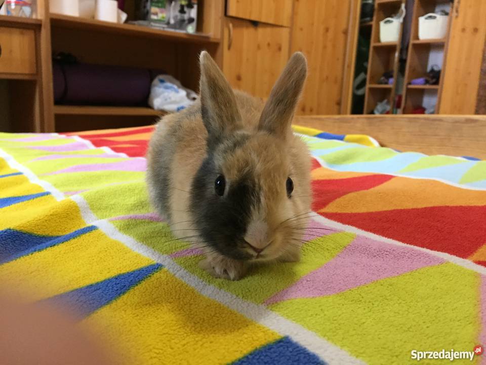 Królik miniaturka Rzeszów sprzedam