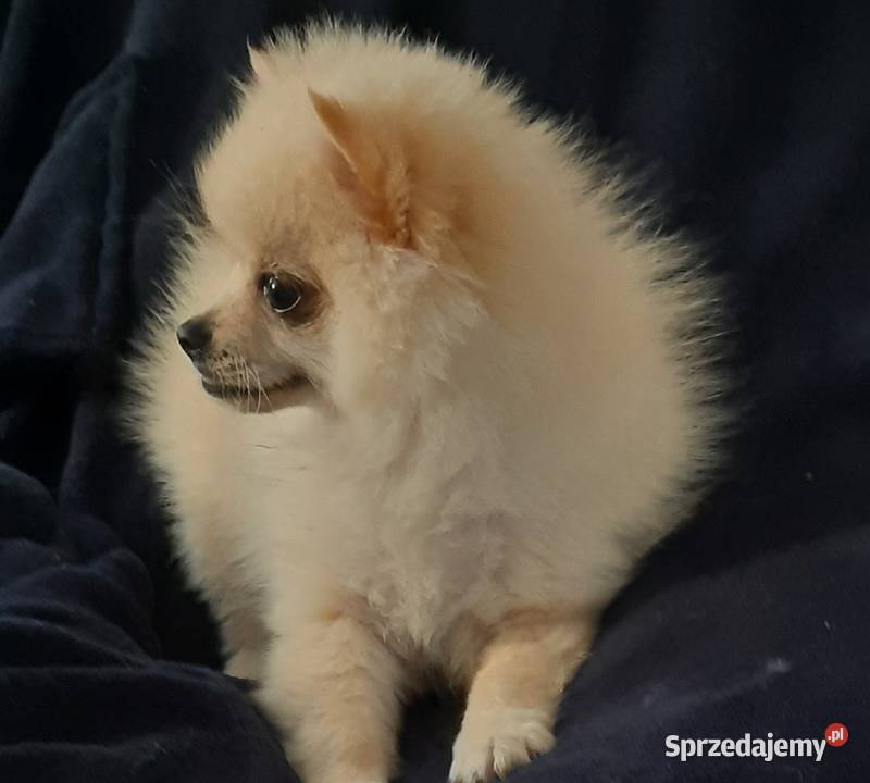 Przepiękny niedźwiadek rasy pomeranian Zwierzęta Radom