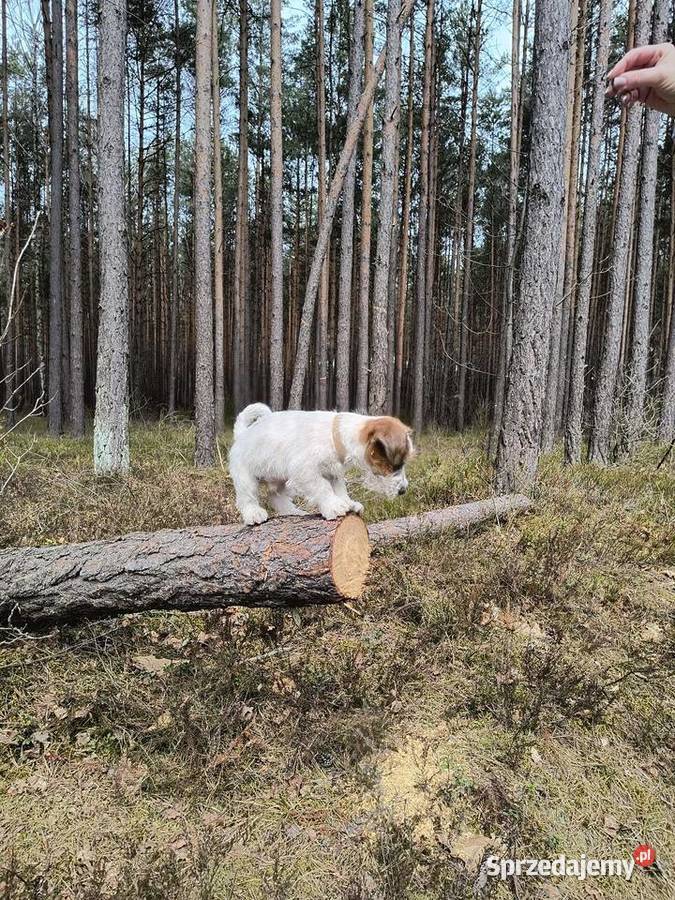 Jack Russell Terrier śląskie