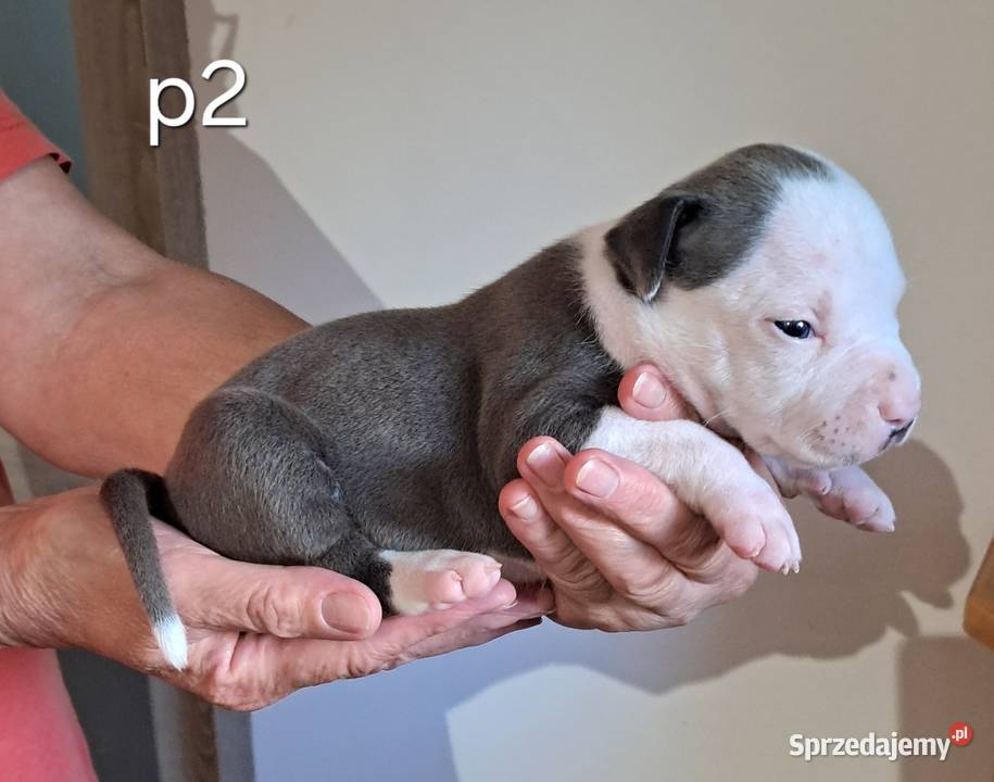Amstaff zkwp fci BLUE piesek Koziegłowy