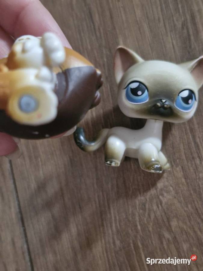 Collie I kotek pet shop oryginalne 6 lat+ pomorskie Starogard Gdański