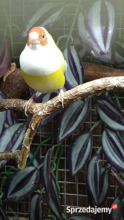 Amadyny wspaniałe sprzedam