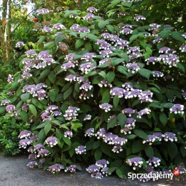 HORTENSJA KOSMATA ASPERA sadzonki w doniczkach