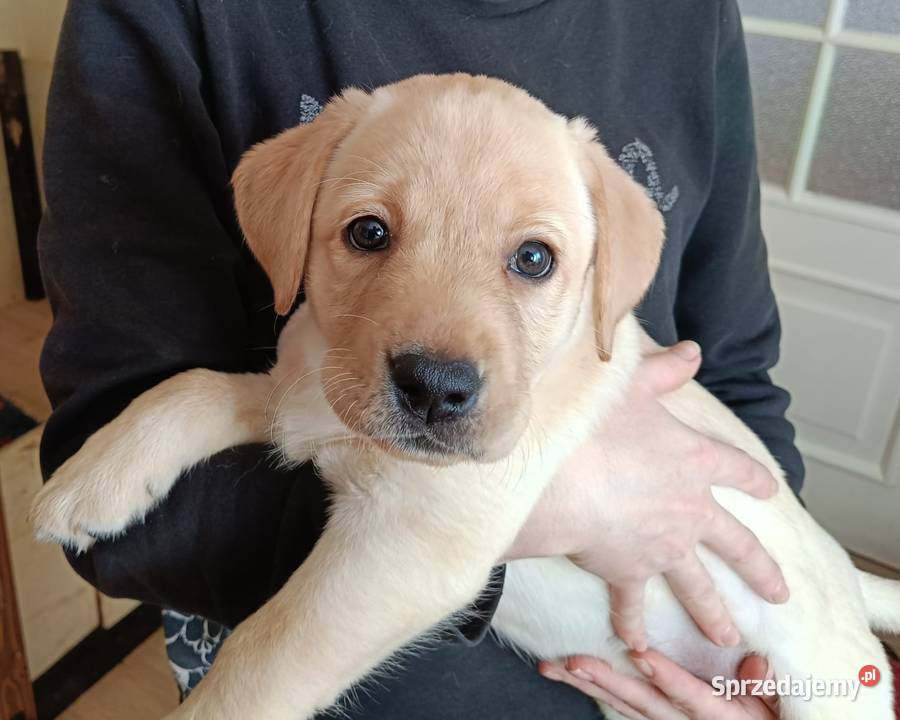 Piękne szczenięta rasy Labrador Retriever ZKwP sprzedam
